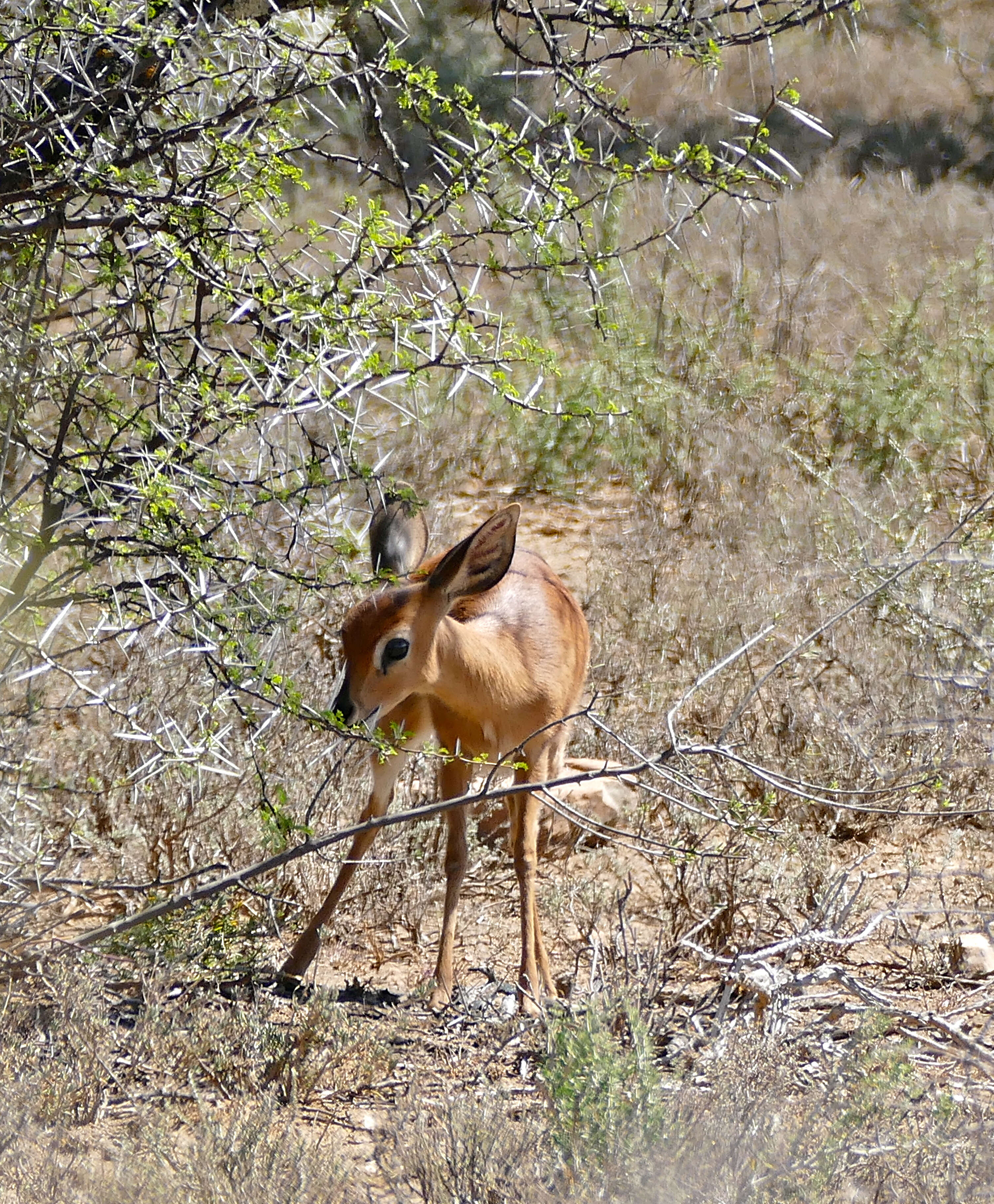 Image of Steenbok