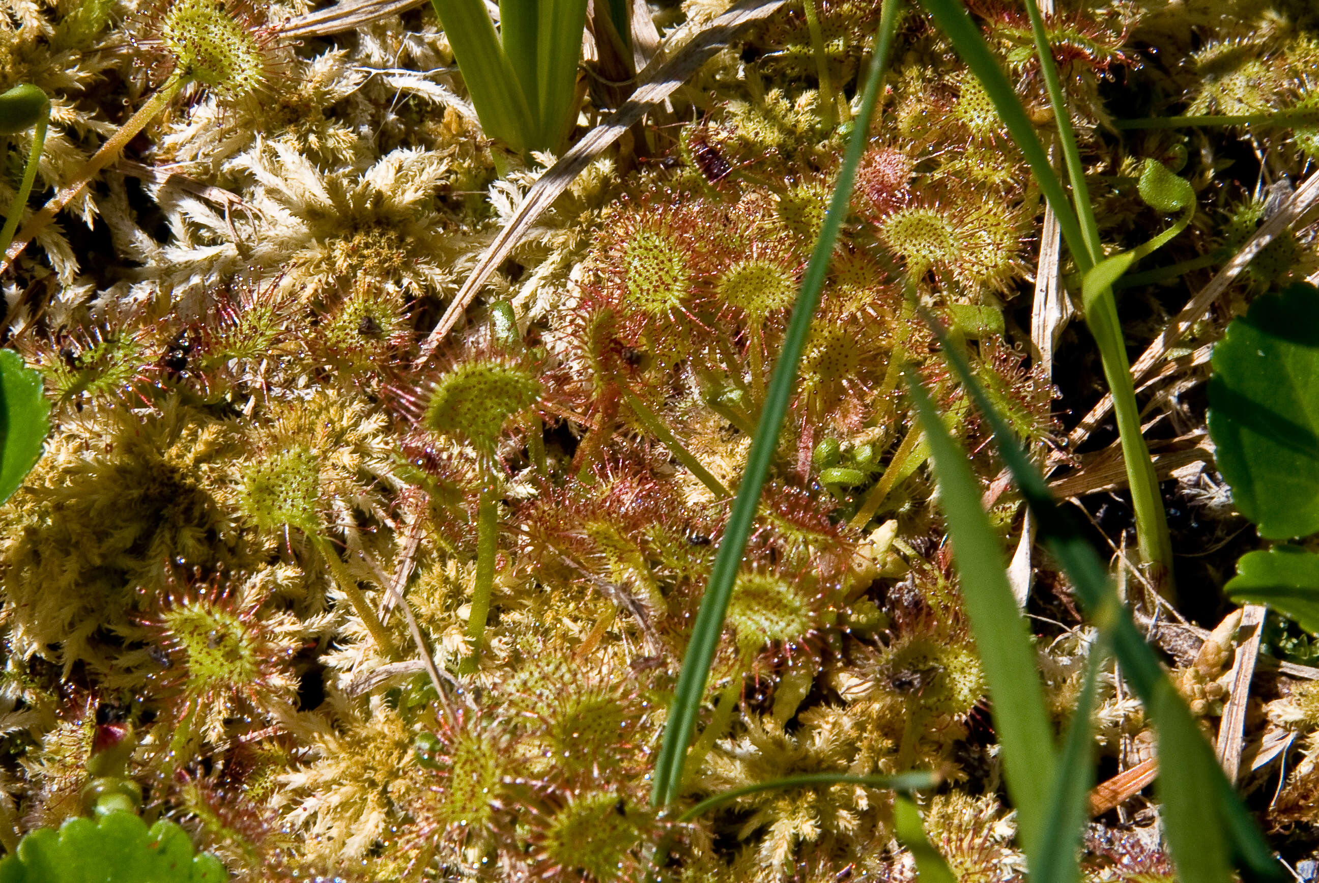 Image of Sundews