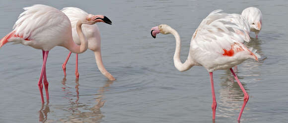 Imagem de Phoenicopterus Linnaeus 1758