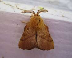 Image of Forest Tent Caterpillar Moth