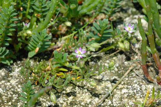 Image of sandspurry