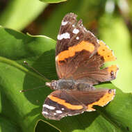 Image of Ladies and Red Admiral