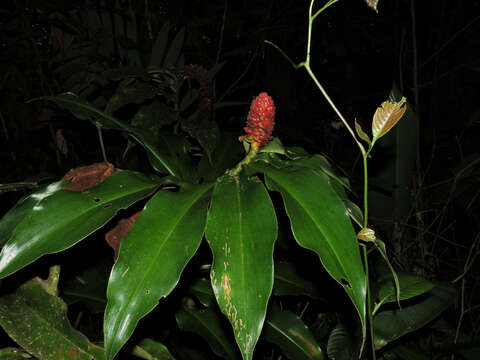 Image of Costus ricus Maas & H. Maas