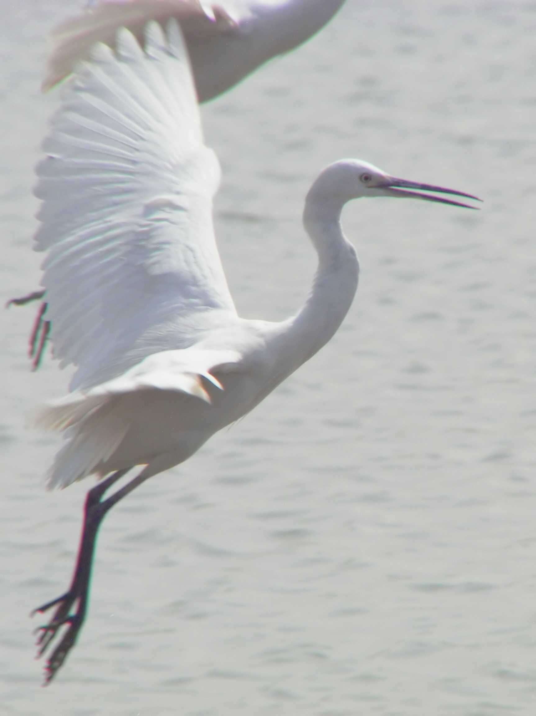 Image of Egretta garzetta garzetta (Linnaeus 1766)