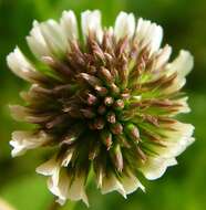 Image of clover
