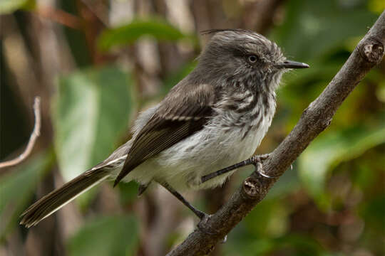 Image of Juan Fernandez Tit-Tyrant