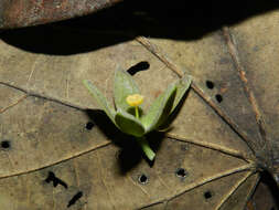 Imagem de Pterygota excelsa (Standl. & L. O. Williams) Kosterm.