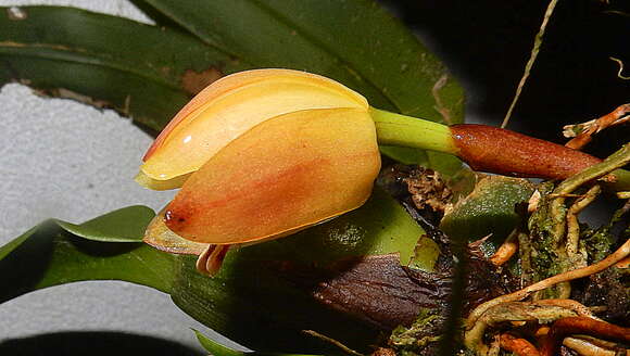 Image of Tiger orchids