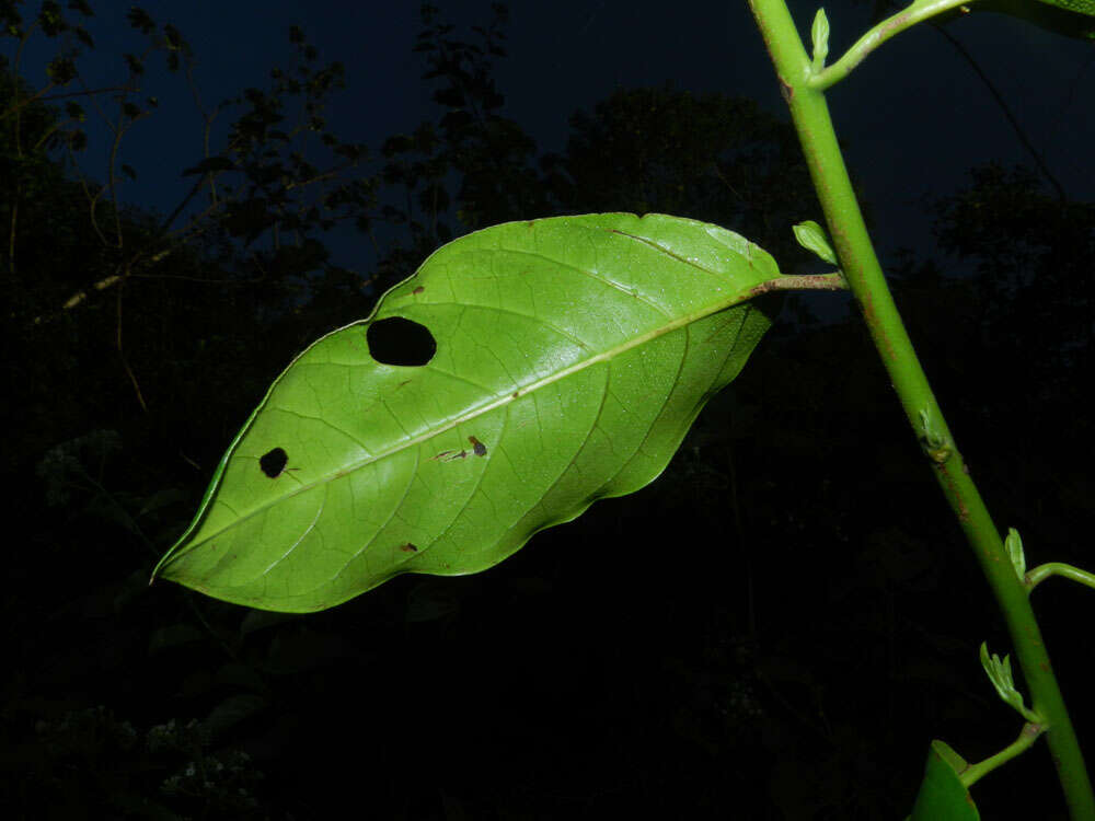 Imagem de Tournefortia bicolor Sw.