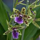 Image of Paradisanthus micranthus × Zygopetalum Titanic