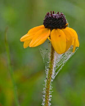 Image of blackeyed Susan