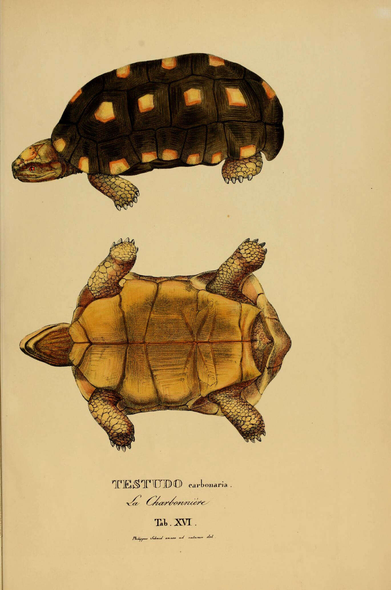 Image of Testudinidae