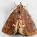 Image of Small Necklace Moth