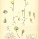 Image de Liparophyllum capitatum (Nees) Tippery & Les