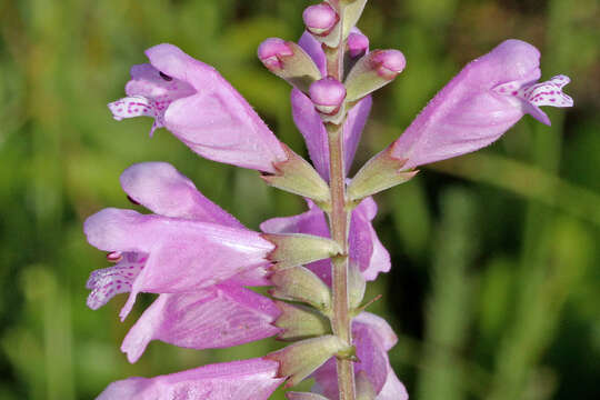 Image of Eastern False Dragonhead