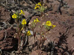 Image of bush monkeyflower