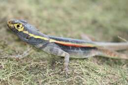Image of Black Lava Lizard