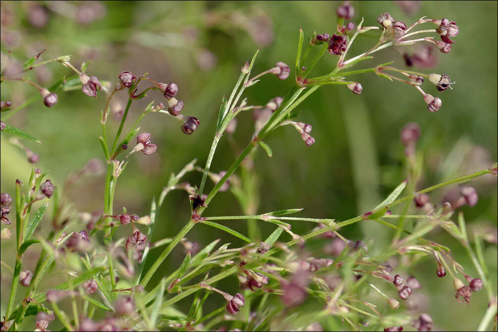 Plancia ëd Asperula