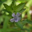 Image of Swamp Snakeherb