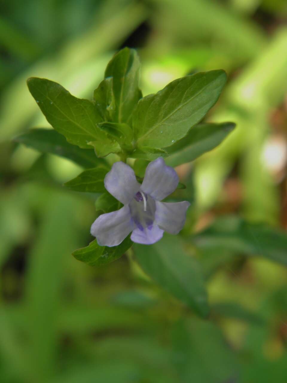 Image of Swamp Snakeherb