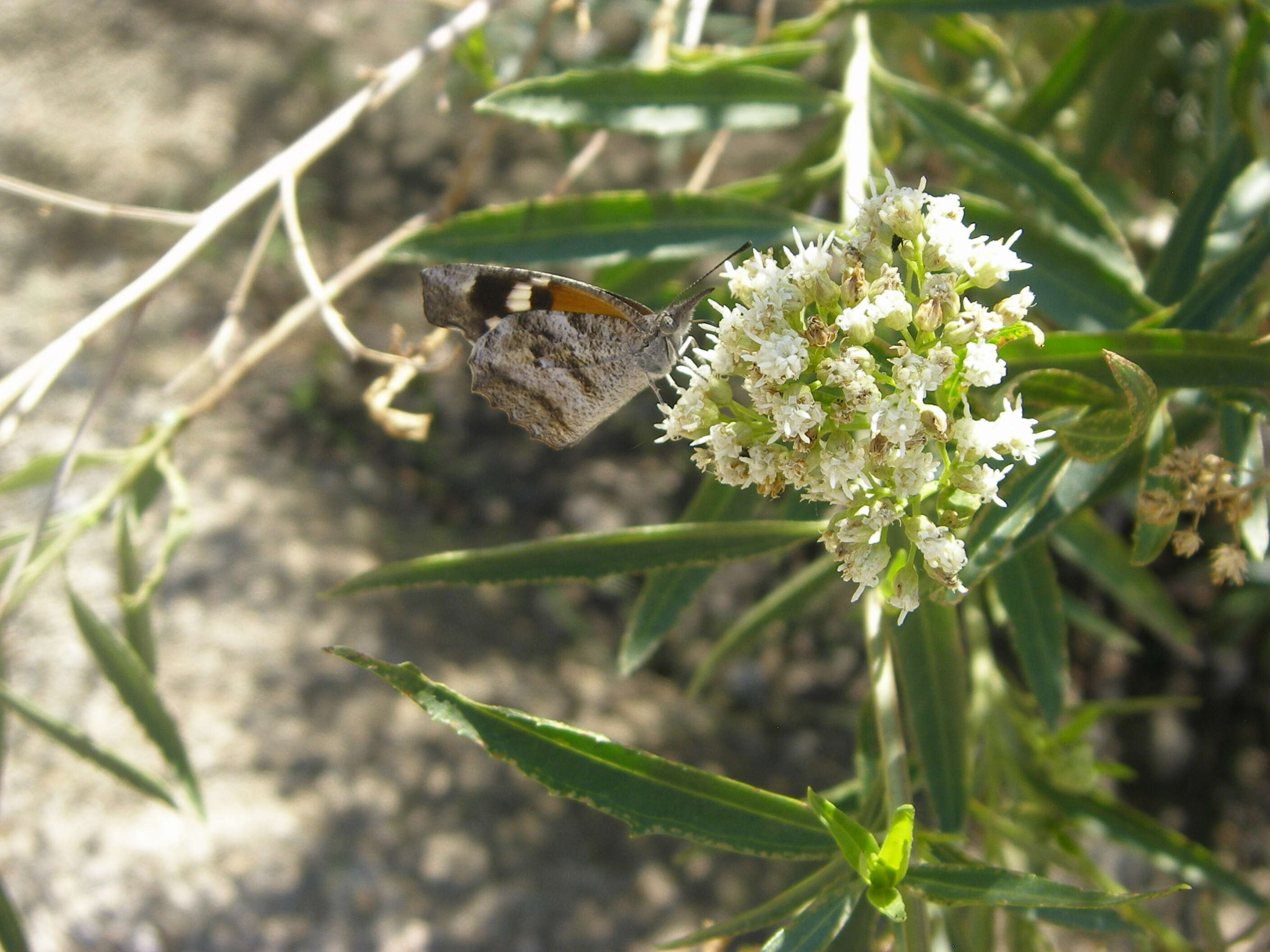 Image of Arizona baccharis