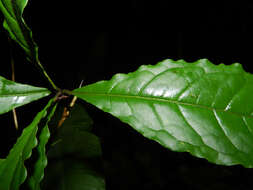 Sivun Terminalia costaricensis (Stace) Gere & Boatwr. kuva