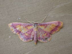 Image of purple-bordered gold