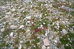 Image of Astragalus monspessulanus subsp. illyricus (Bernh.) Chater