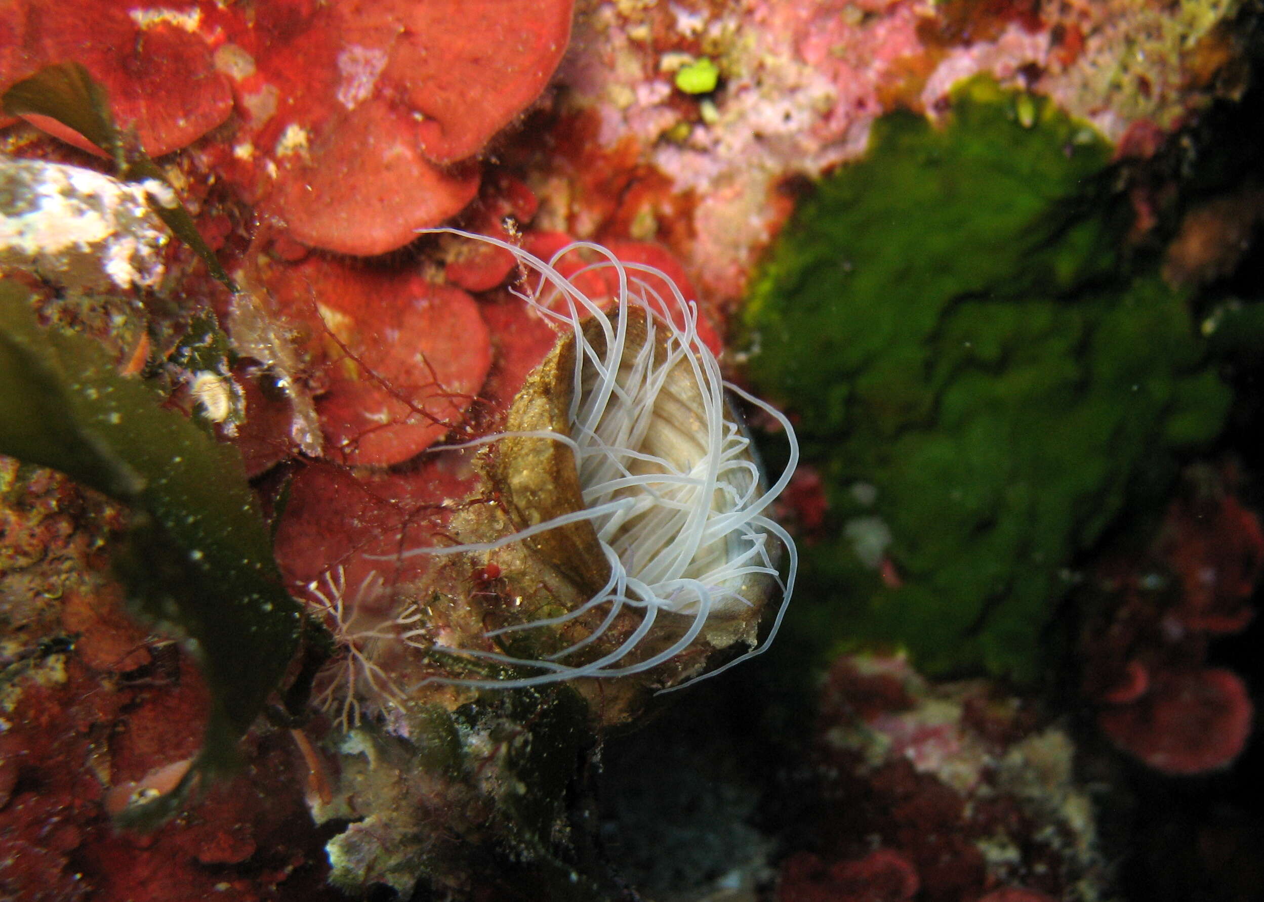 Image of ceriantharian anemones