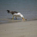 Sivun Larus pacificus pacificus Latham 1801 kuva