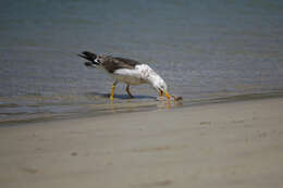 Image of Larus pacificus pacificus Latham 1801