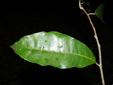 Image of Maquira guianensis Aubl.