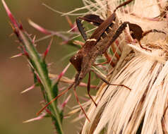 Image of Leptoglossus