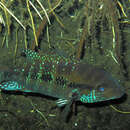 Image of Emerald cichlid