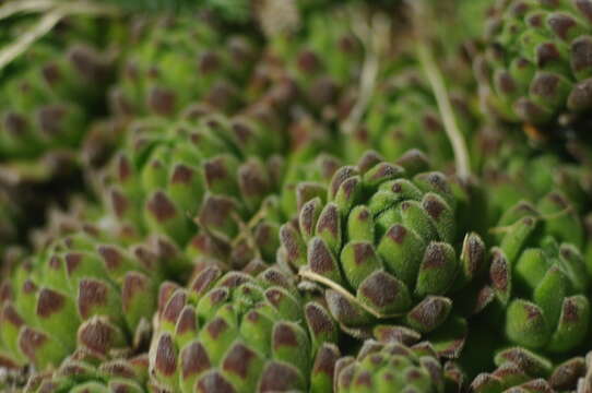 Image of Sempervivum montanum L.