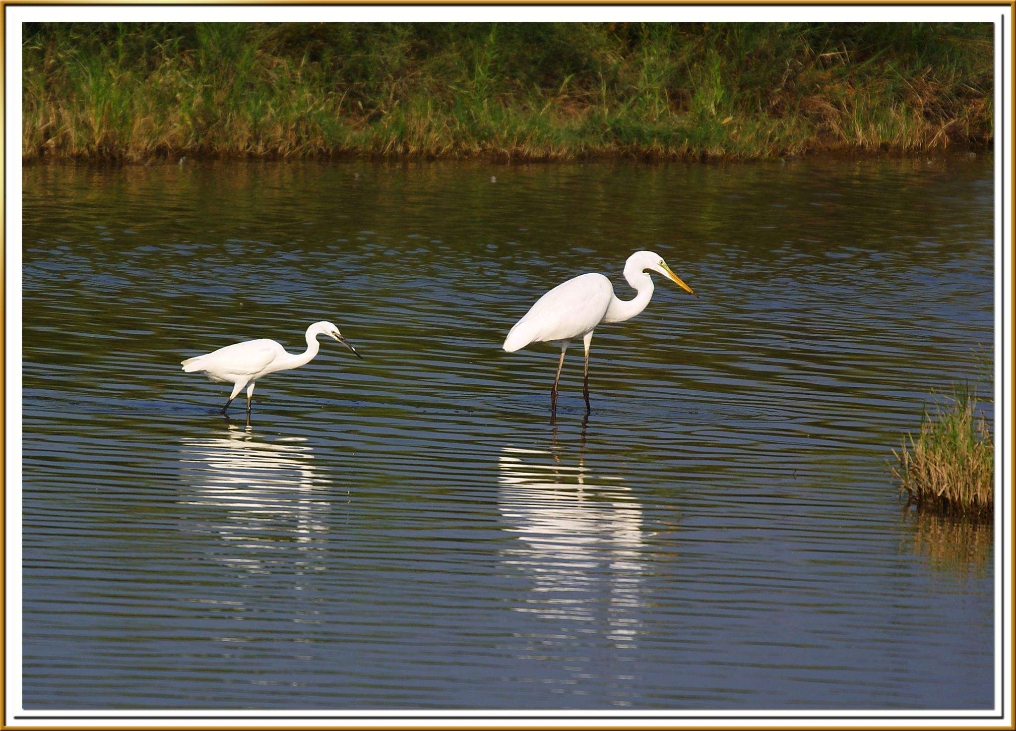 Image of Egretta Forster & T 1817