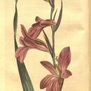 Imagem de Gladiolus italicus Mill.