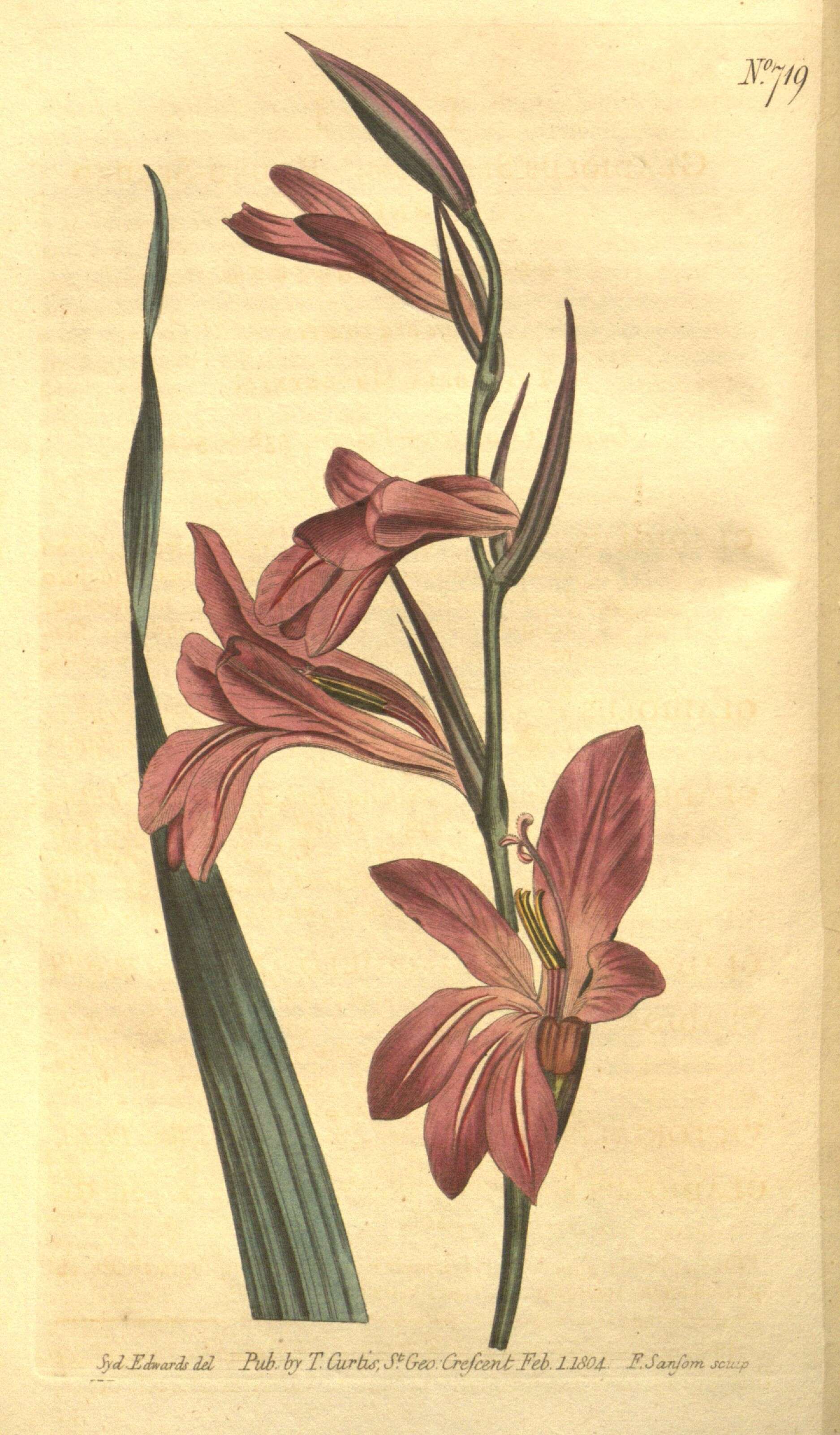 Image of gladiolus