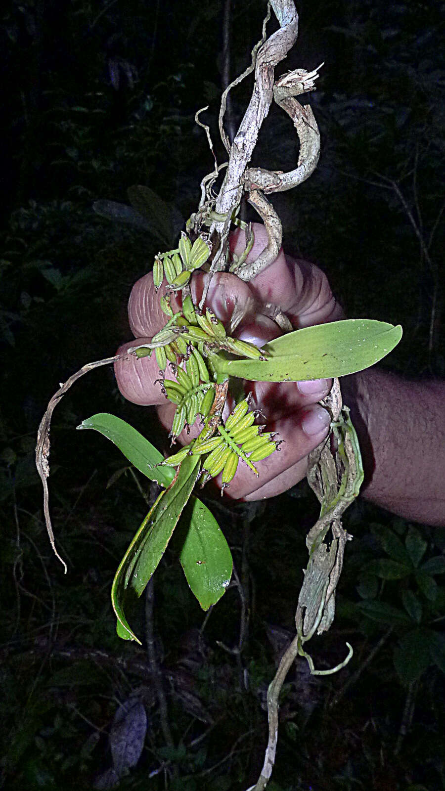 Image of Bentspur orchids