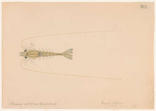 Image of penaeid shrimps