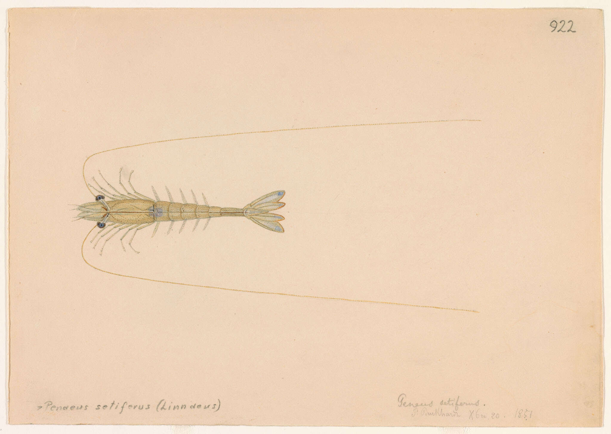 Image of prawns