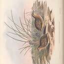 Image of Turnix maculosus melanotus (Gould 1837)
