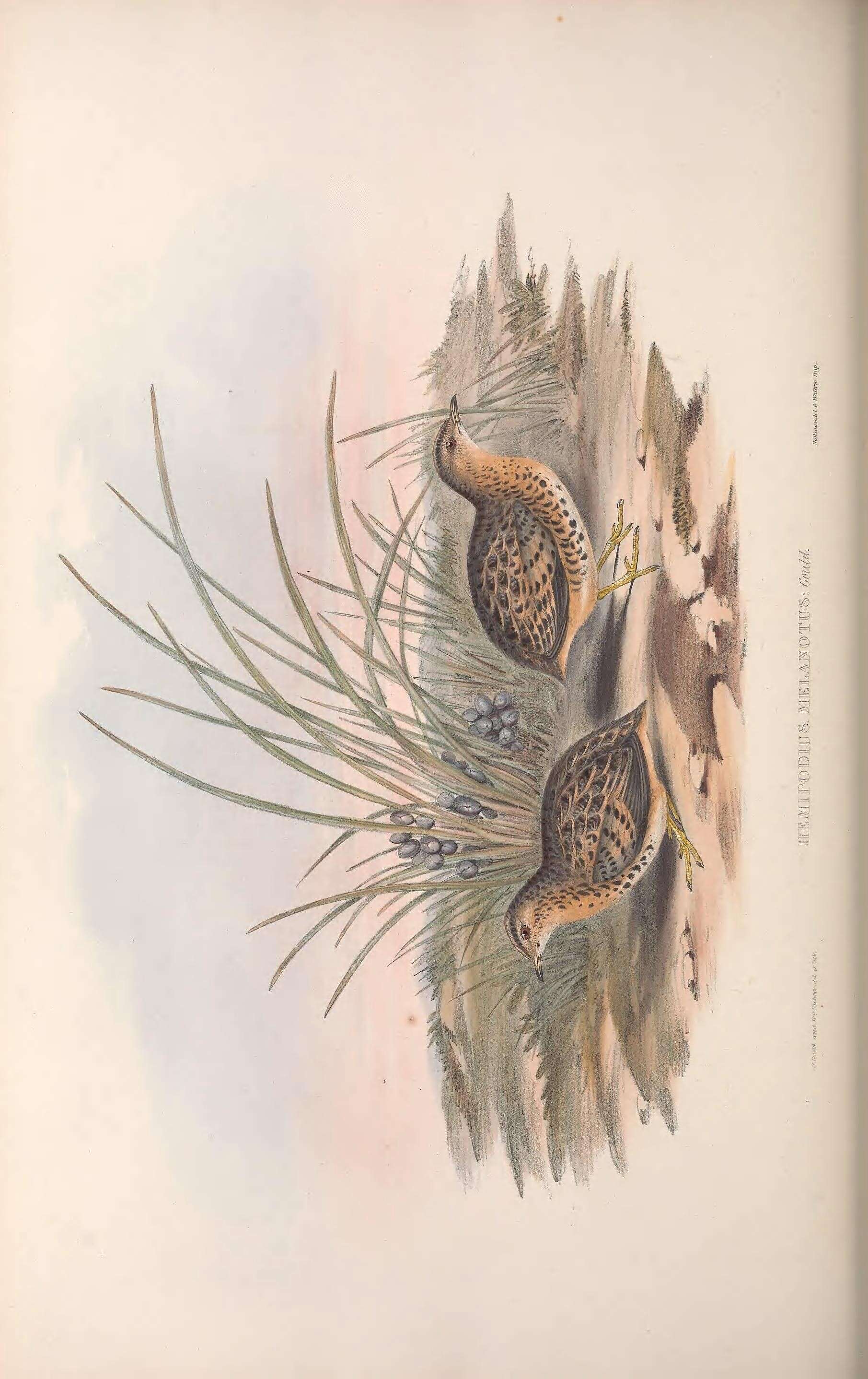 Sivun Turnix maculosus melanotus (Gould 1837) kuva
