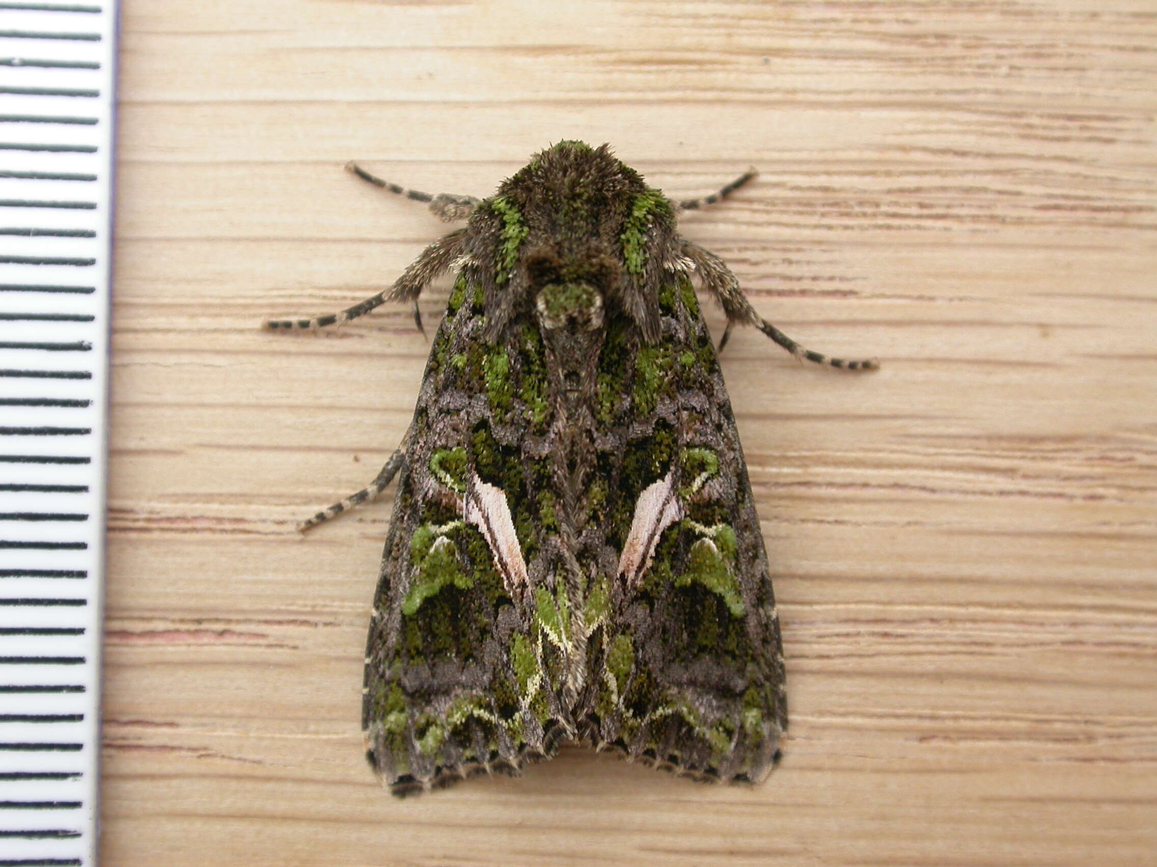 Image of orache moth