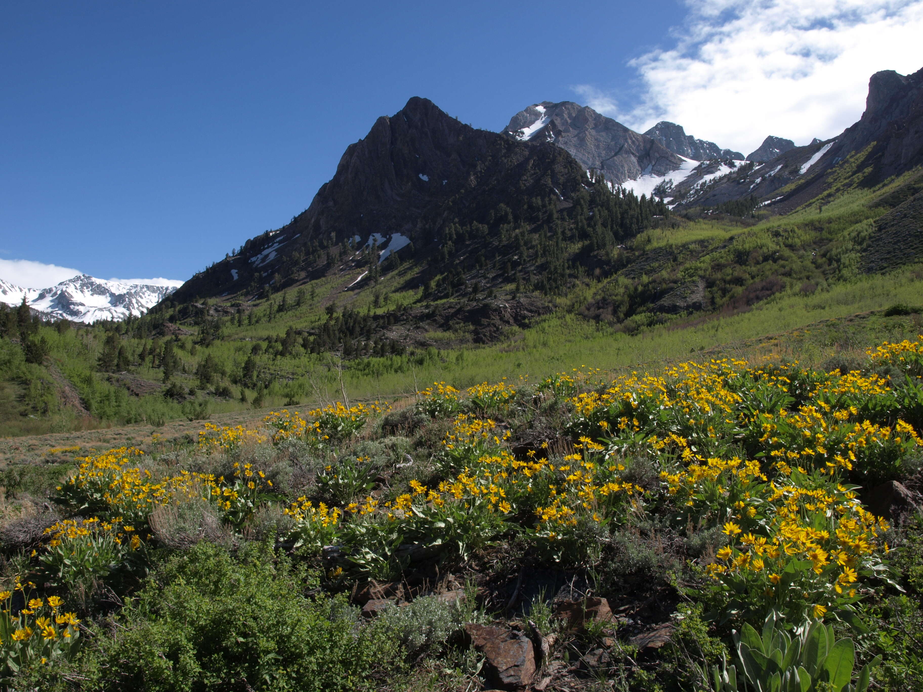 Image of balsamroot