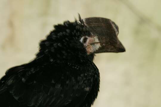 Image of Silvery-cheeked Hornbill