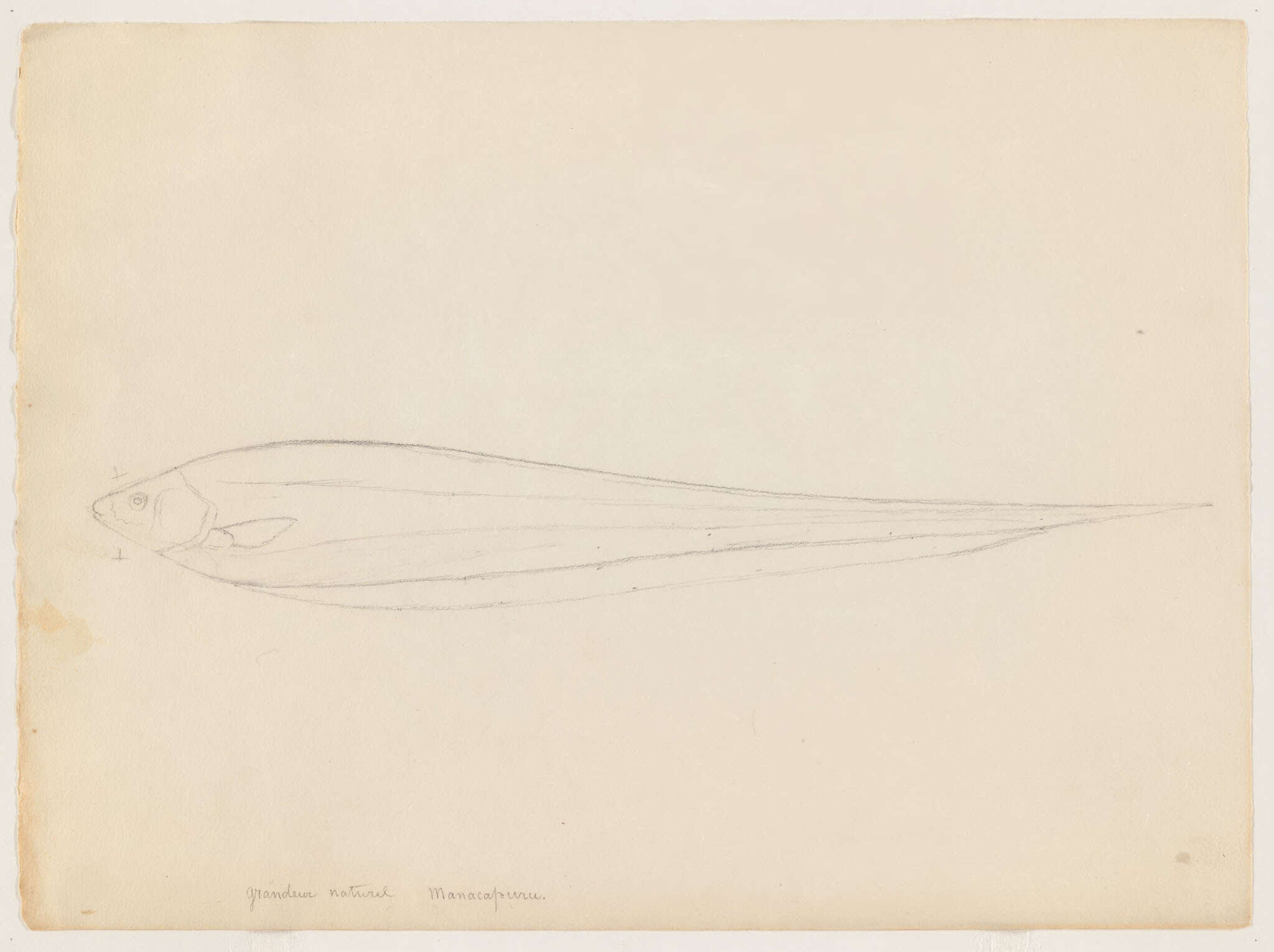 Image of glass knifefishes