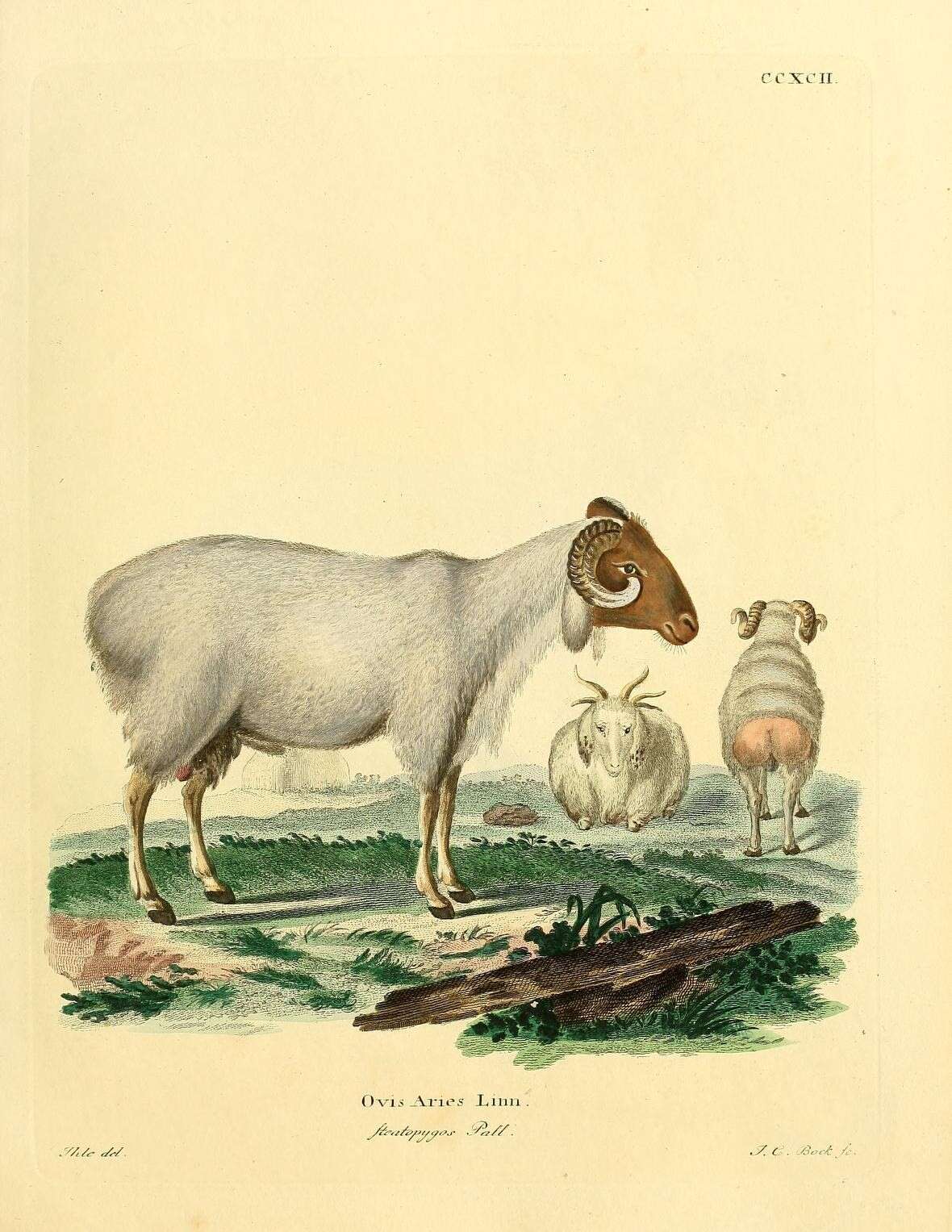 Plancia ëd Ovis aries Linnaeus 1758