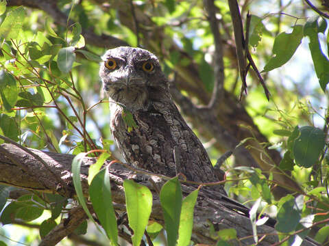 Image of Tawny Frogmouth