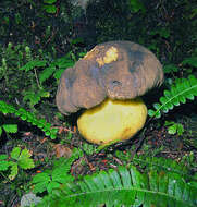 Image of Boletus coniferarum Lebedeva 1949